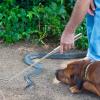 KAJNBN Stainless Steel Snake Grabber Set view 4