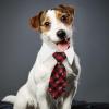 FELTECHELECTR Plaid Pet Tie for Dogs and Cats view 4