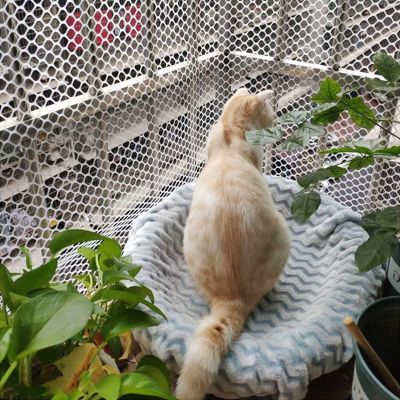 Pet and Child Barrier Net, Anti-Slip and Climbing Plant Support, 1.2 cm Opening
