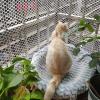 Pet and Child Barrier Net, Anti-Slip and Climbing Plant Support, 1.2 cm Opening view 1