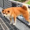 Generic Dog Urine Collector, Pregnancy Collection view 2