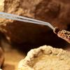 Didiseaon 2-Pack Long Stainless Steel Feeding Tongs for Reptiles and Aquariums, Straight and Curved Tips, Silver view 4