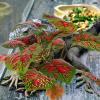 Toyvian Artificial Reptile Plants for Terrariums view 4