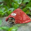 Herpeton Shelter Cave for Amphibians view 3