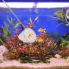 Didiseaon Extendable Aquarium Net for Small Fish and Shrimp view 4