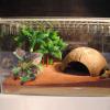 IMIKEYA Artificial Terrarium Climbing Plant view 4
