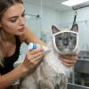 Cat Muzzle - Standard Size, Transparent, Breathable view 3