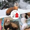 Ferret Hoodie for Small Pets view 4