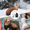 Adjustable Hoodie for Ferrets view 4