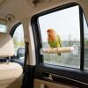 Bird Shower Perch | Safe Parrot Stand for Travel view 3