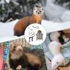 Ferret Hoodie | Ergonomic Comfortable Hoodie | Safe Collar for Ferret Clothing | Outdoor Walks with Hamsters, Chinchillas, Rabbits, Puppies, Kittens, and Bunnies view 4