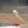 POPETPOP Reptile Hammock with Suction Cups, Natural Seagrass view 4