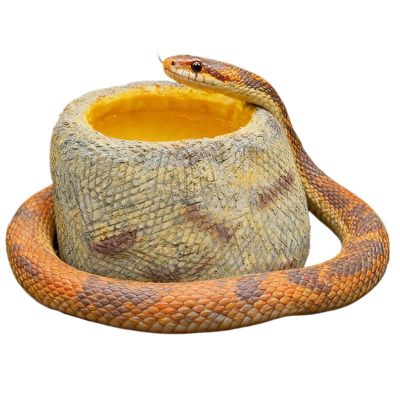 Reptile Water Bowl for Terrarium