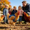 Adjustable Washable Hen Saddle for Chickens view 2