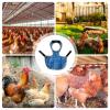 Adjustable Washable Hen Saddle for Chickens view 3