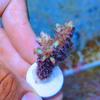 RUNROTOO Ceramic Coral Bases for Aquariums and Reef Rock, 30 Pieces, White view 4