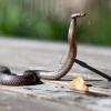 SHINEOFI Aluminum Alloy Snake Hook with Non-Slip Handle and Telescoping Shaft view 4