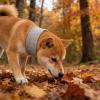 Dog Recovery Cone view 3