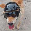 Hrtyvhin Impact-Resistant Dog Helmet and Sunglasses Set for Cycling and Hiking view 4