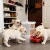 Automatic Cat Water Fountain, 2 L, Quiet Design view 2