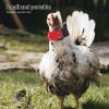 GARVALON Reusable Anti-Crowing Collars 2-Pack view 4