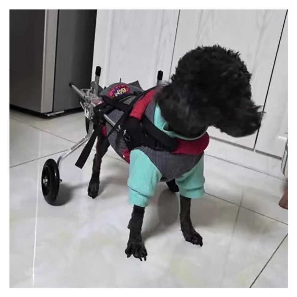 Adjustable Supportive Dog Wheelchair with Harness, Lightweight, Red, XS
