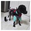 Adjustable Supportive Dog Wheelchair with Harness, Lightweight, Red, XS view 1