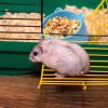 Hamster Food Bowl view 4