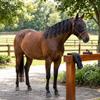 Haofy 8-Piece Horse Mane Bags, Wind and Sun Protection Covers view 4