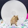 Garneck Quiet Plastic Hamster Wheel view 4