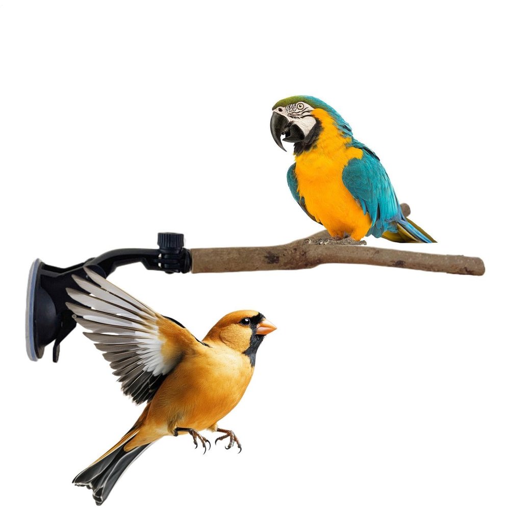 Bird Window Perch with Suction Cups