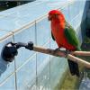 Bird Window Perch with Suction Cups view 2