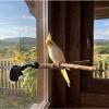 Bird Window Perch with Suction Cups view 3
