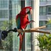 Adjustable Window Perch for Birds view 2