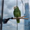 Adjustable Window Perch for Birds view 3