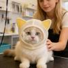 Calming Breathable Cat Muzzle Head Cover view 3