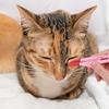 STOBAZA 3-Piece Pet Eye Brushes for Dogs and Rabbits view 4