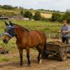 Fly Mask | Thin Protective Head Cover for Horses view 2