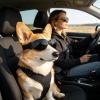Foldable Dog Sunglasses view 3