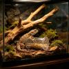 Reptile Feeding Bowl, Rolling Cylinder view 4