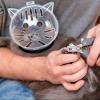 Cat Grooming Muzzle view 2