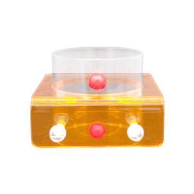 Fish Feeding Ring - Fluorescent Decorative Feeder