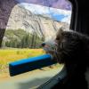 Car Chin Rest for Dogs - Pet Head Support Cushion view 3