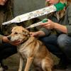 Veterinary Thermometer for Animals with Elastic Band and Tail Clip view 3