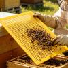Lizeboyi Bee Escape, 10-Piece Beekeeping Tool Set view 3