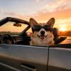 Generic Dog Sunglasses - Foldable Puppy Glasses view 3