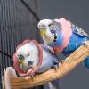 Cone Collar for Dogs and Cats view 3