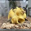 Generic Hideout for Reptiles view 3