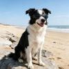 Foldable Dog Sunglasses for Puppies view 2