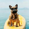 Foldable Dog Sunglasses for Puppies view 3